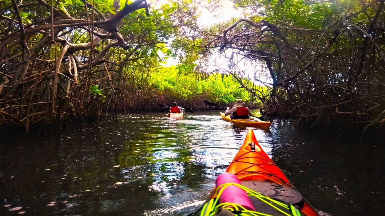 Barú By Kayak: An Immersion In Natural Beauty (3)