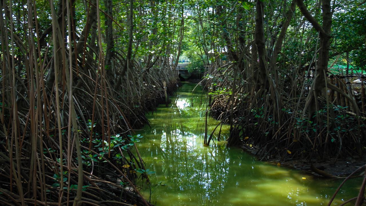 Passeio De Canoa Pelos Manguezais De La Boquilla (1)