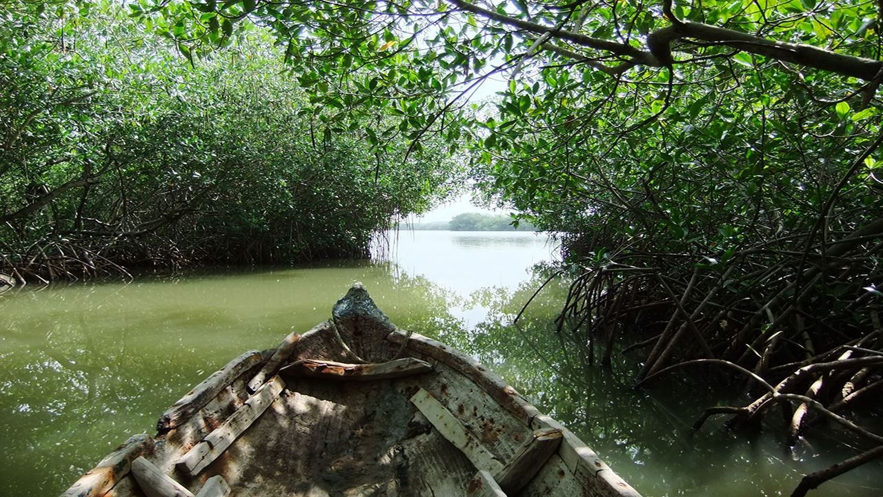Passeio De Canoa Pelos Manguezais De La Boquilla (2)